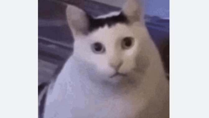 What are you thoughts on HUH cat?