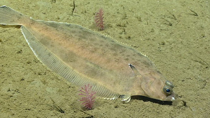 Flounder, would you eat this fish?