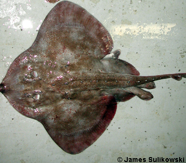 Flounder, would you eat this fish?