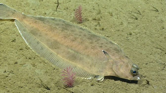 Flounder, would you eat this fish?