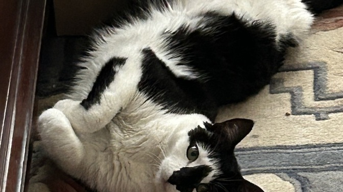 Can you post a sweet picture of your pet, his or her name, and the reason behind their name?