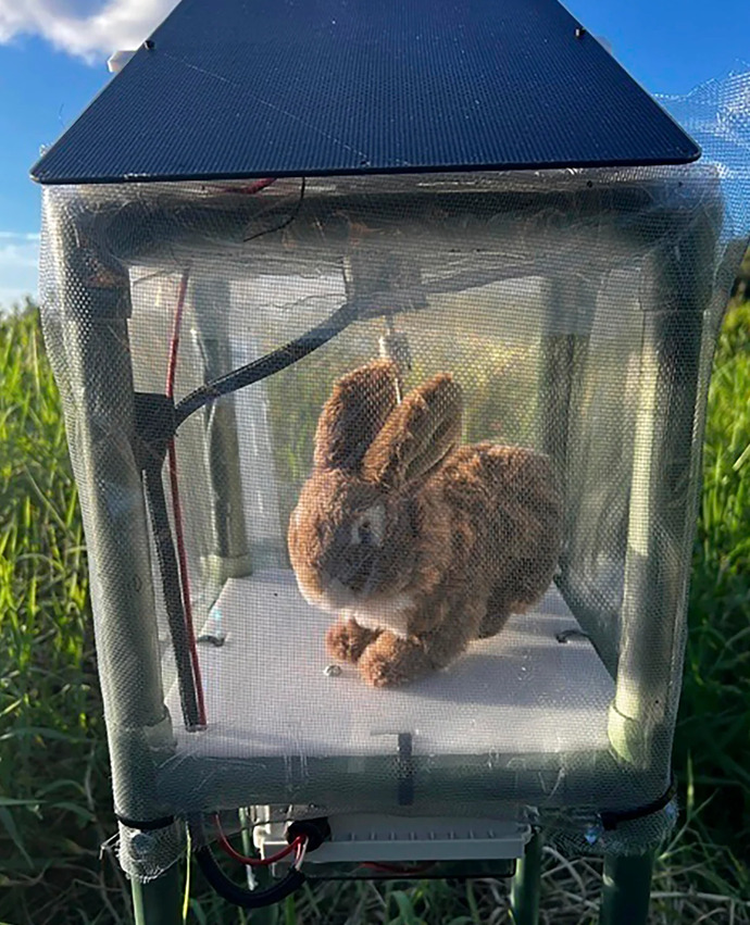 Will ROBOT RABBITS help FLORIDA eradicate its BURMESE PYTHONs?