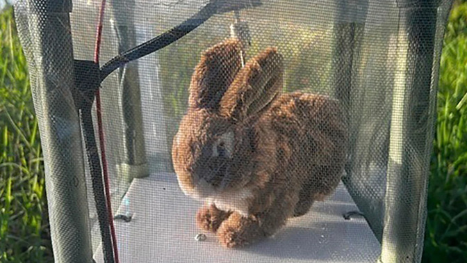 Will ROBOT RABBITS help FLORIDA eradicate its BURMESE PYTHONs?