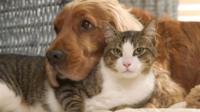 Dog versus Cat?