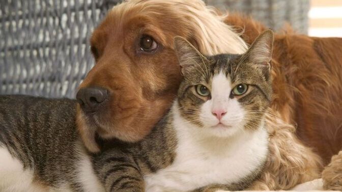 Dog versus Cat?
