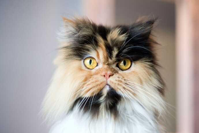 Poll... Cat races?