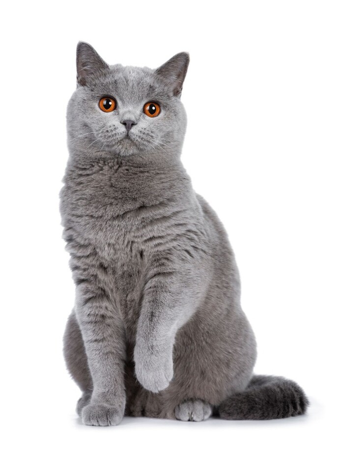 Poll... Cat races?