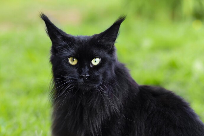 Poll... Cat races?