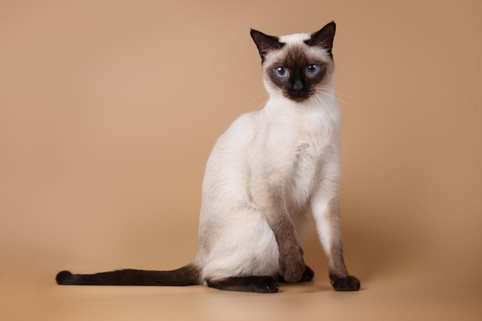 Poll... Cat races?