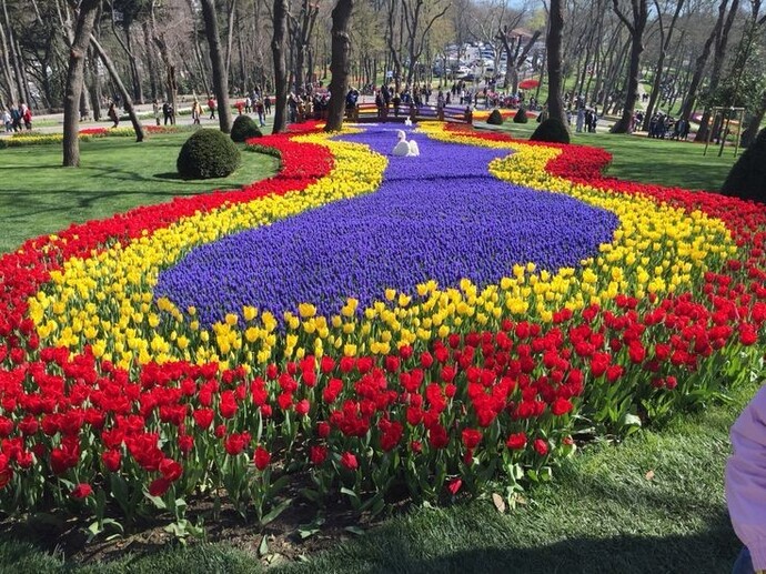 Hey you! Which flower from which country are you?