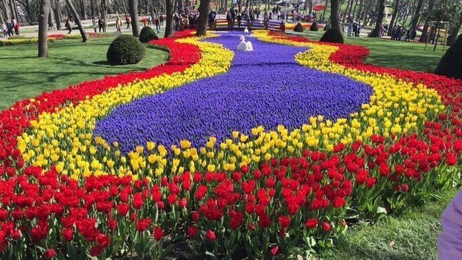 Hey you! Which flower from which country are you?