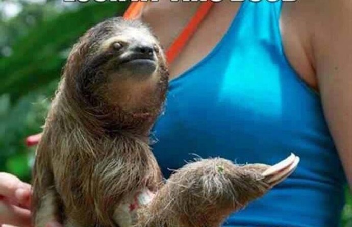 Would you rather hug a koala or a sloth?