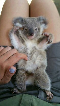 Would you rather hug a koala or a sloth?