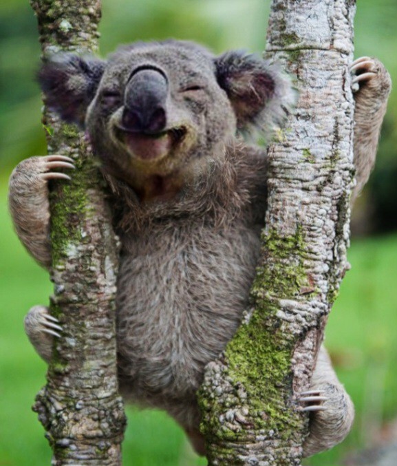 Would you rather hug a koala or a sloth?