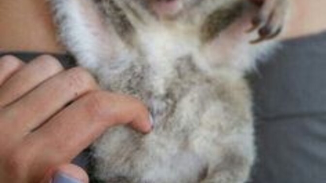 Would you rather hug a koala or a sloth?