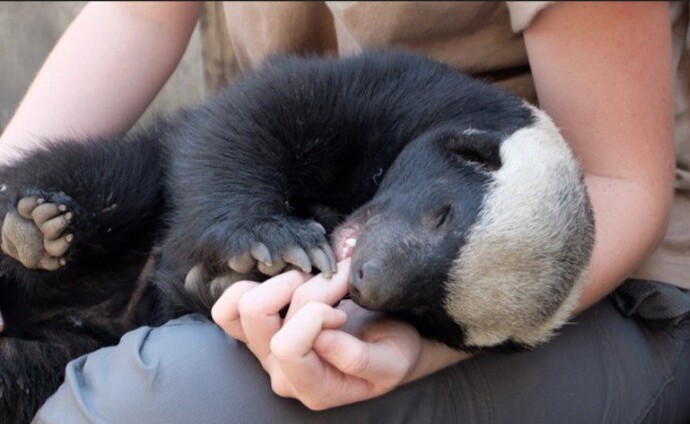 How do you feel about body contact with animals?