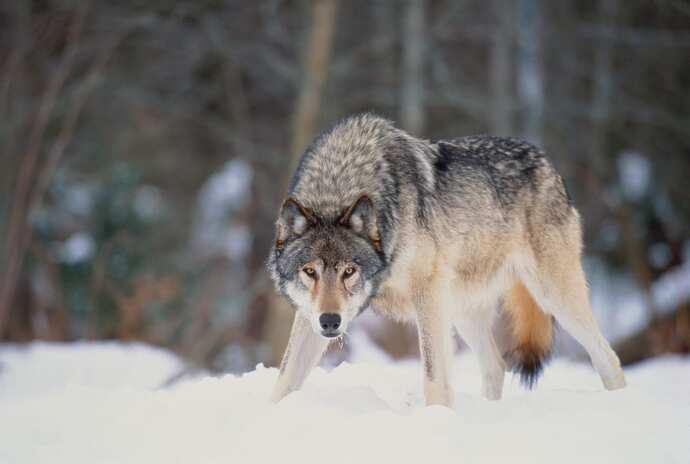 How do you feel about body contact with animals?