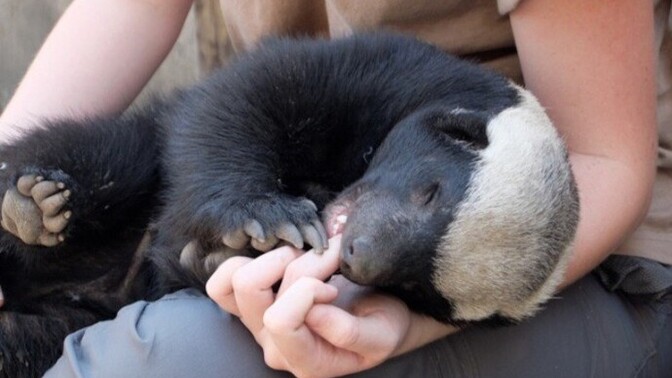 How do you feel about body contact with animals?