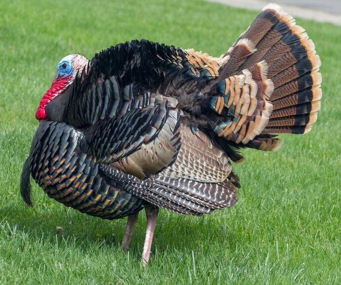 When you see the word TURKEY, what is the FIRST THING you think of?