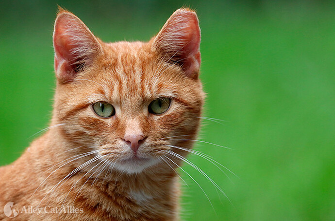 Girls, do you think cats look a lot like babies?
