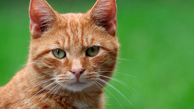 Girls, do you think cats look a lot like babies?