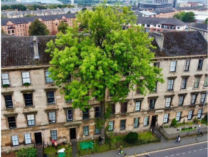 Which is the nicest tree?