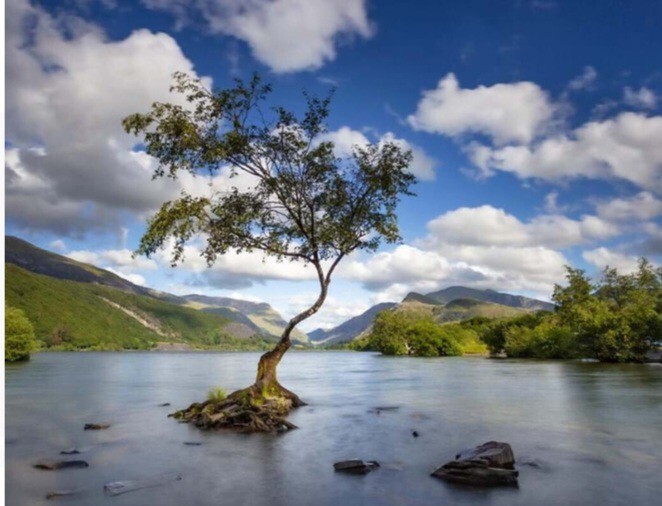 Which is the nicest tree?