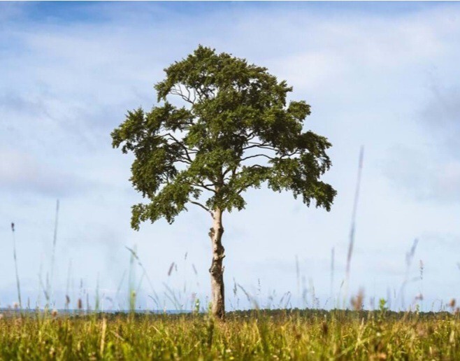Which is the nicest tree?