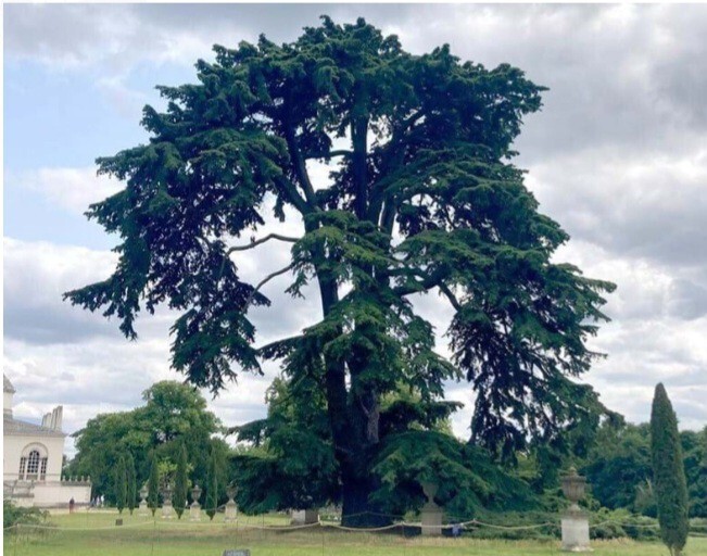 Which is the nicest tree?