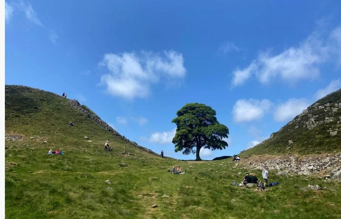 Which is the nicest tree?