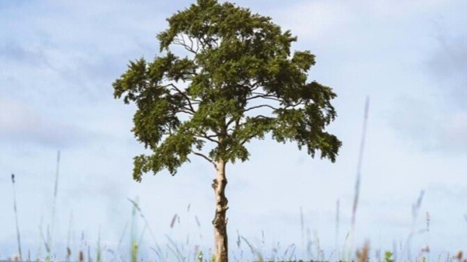 Which is the nicest tree?