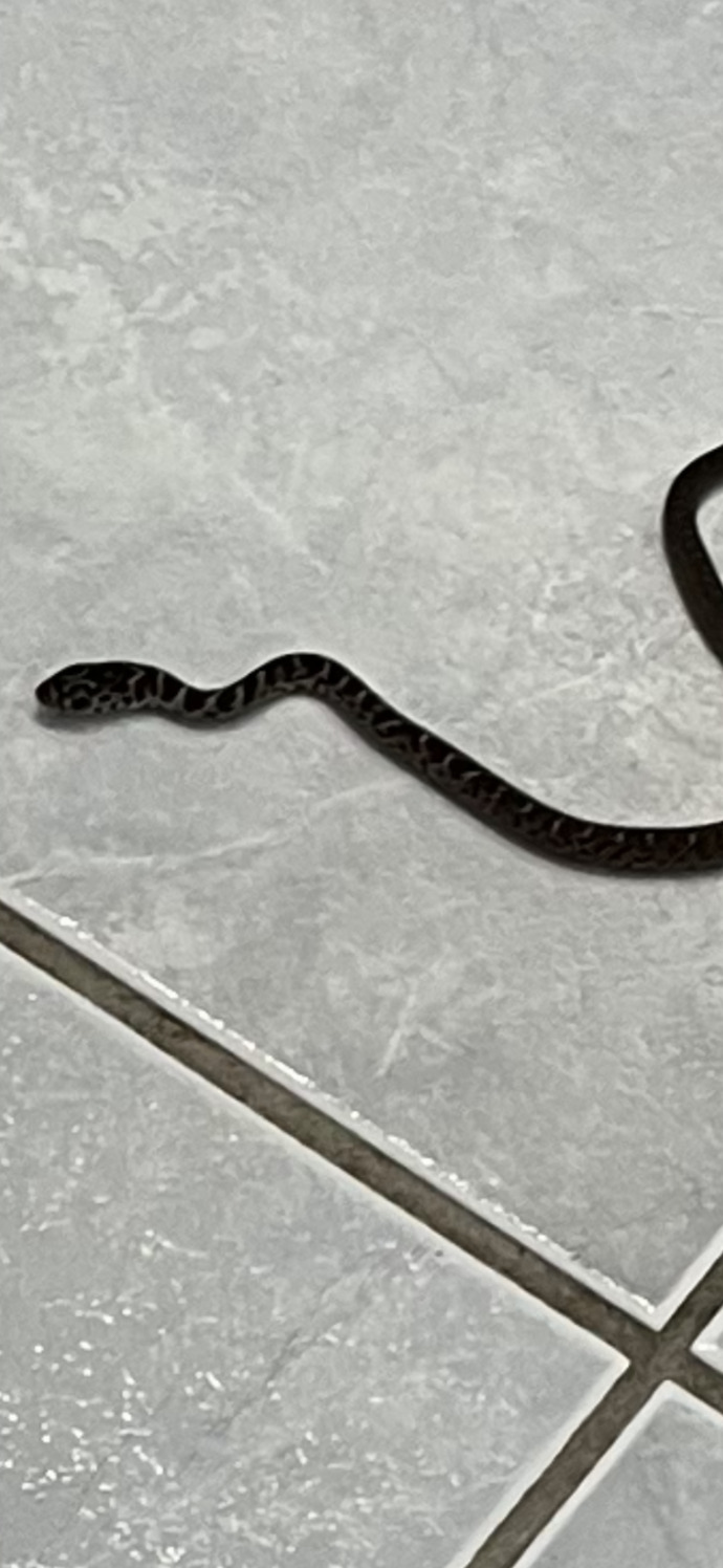 What kind of snake 🐍 is this?
