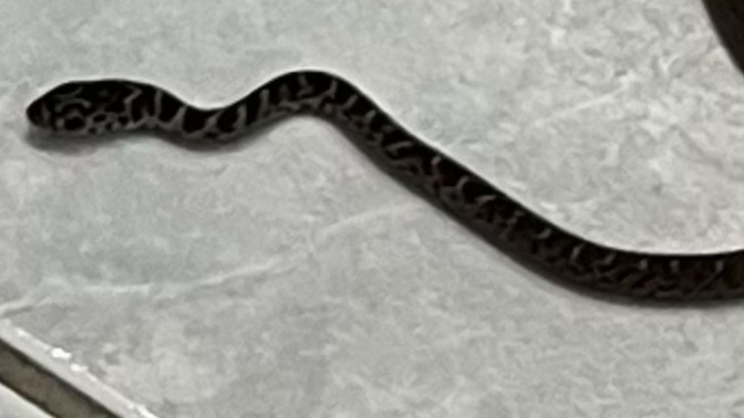 What kind of snake 🐍 is this?