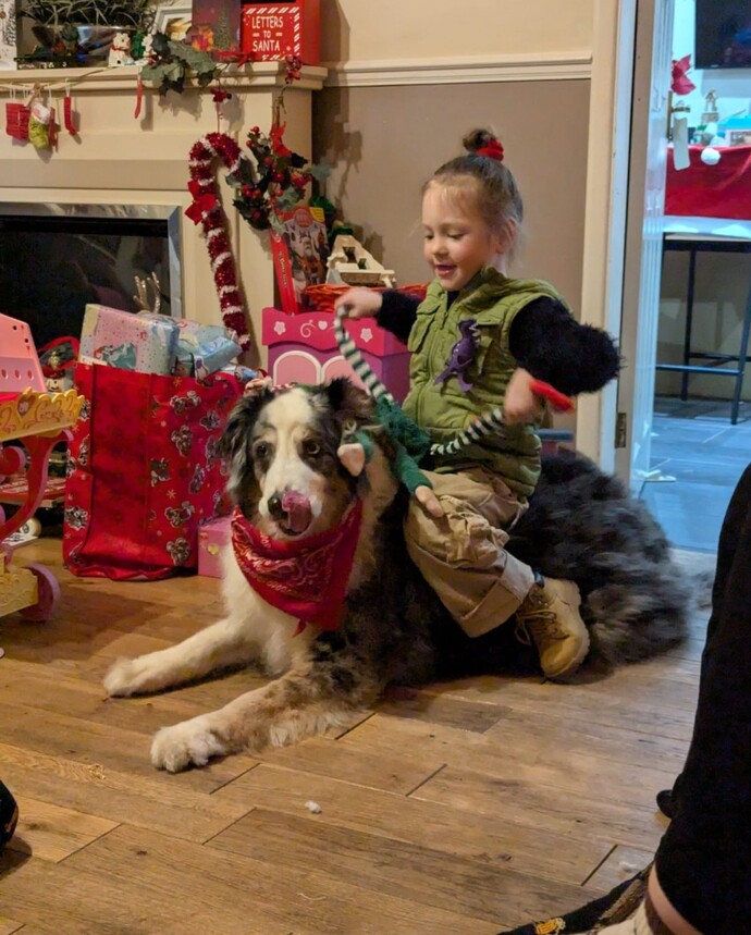 What do you think of Harley my Australian shepherd Dog?