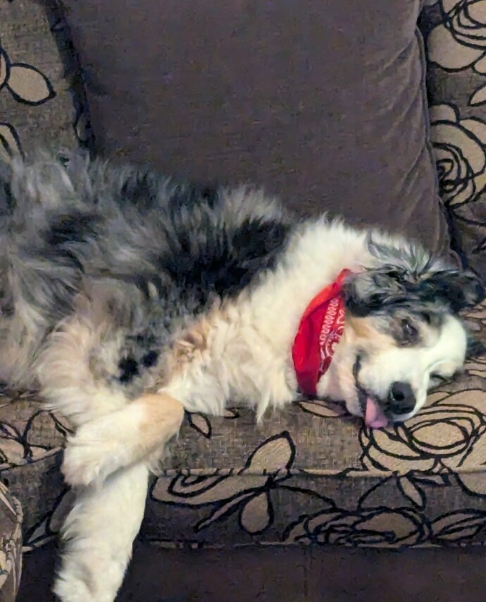 What do you think of Harley my Australian shepherd Dog?
