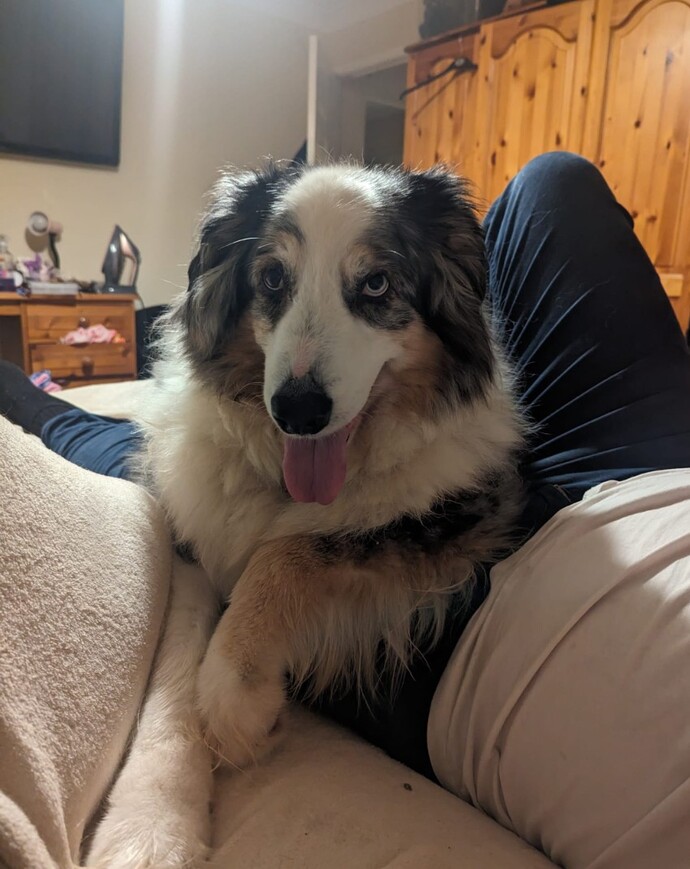 What do you think of Harley my Australian shepherd Dog?