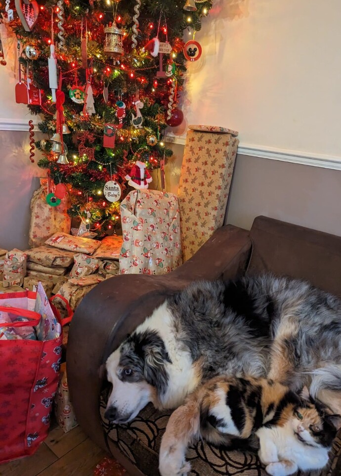 What do you think of Harley my Australian shepherd Dog?