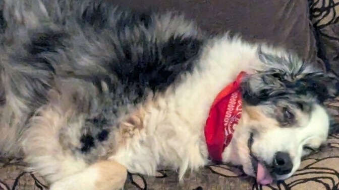 What do you think of Harley my Australian shepherd Dog?