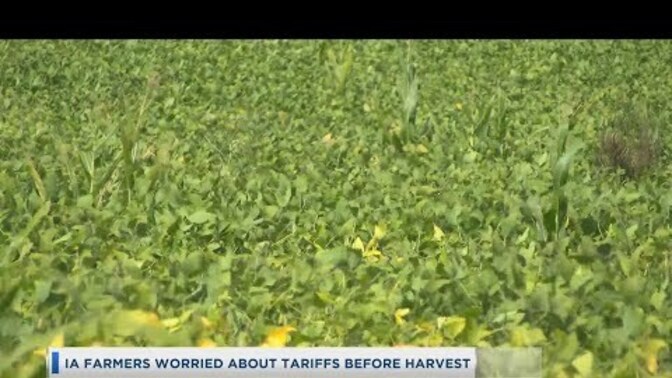 Now that Trump's tariffs are hurting Iowa soy bean farmers (mostly Republicans), what will happen now?