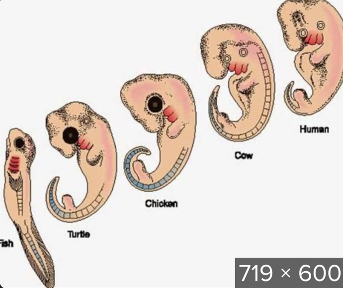 Do you wish humans had tails?