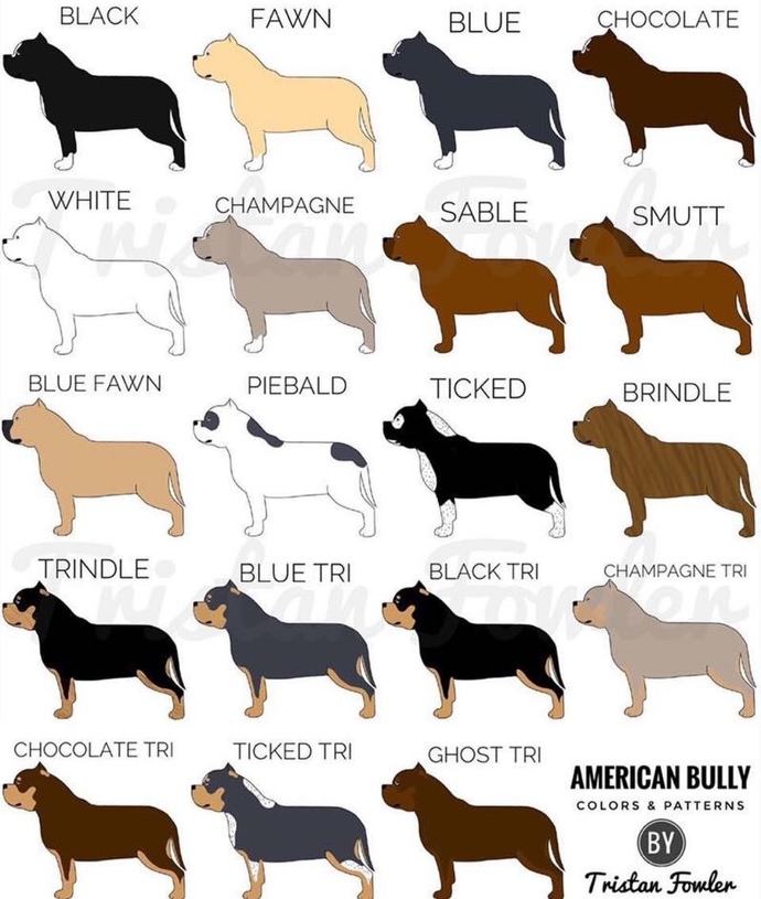Is it racist to prefer certain breeds or colors of dogs?