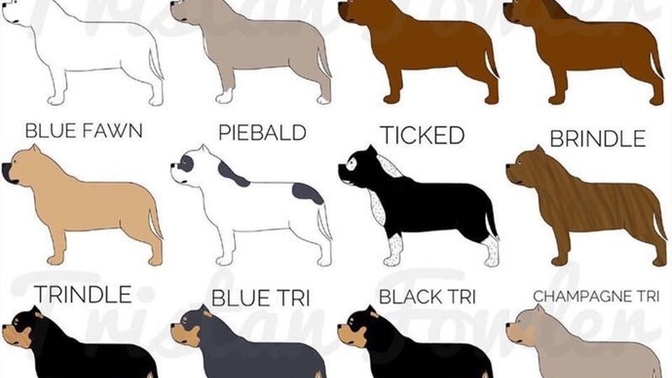 Is it racist to prefer certain breeds or colors of dogs?