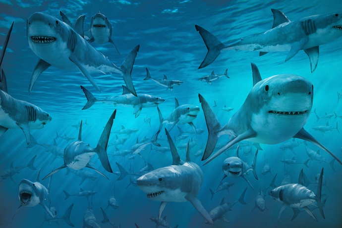 Would you accept an invitation to a shark party?