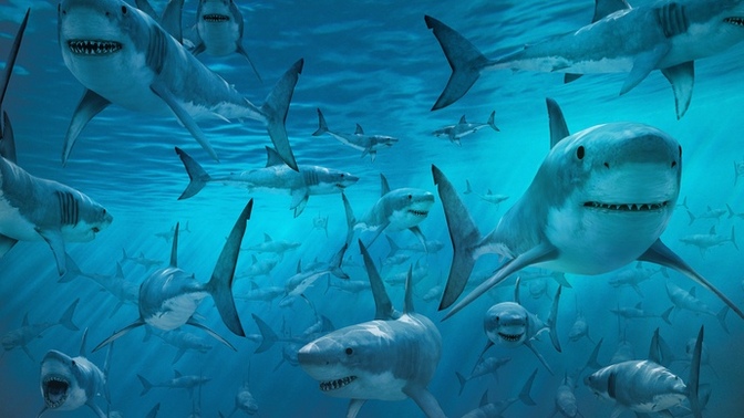 Would you accept an invitation to a shark party?