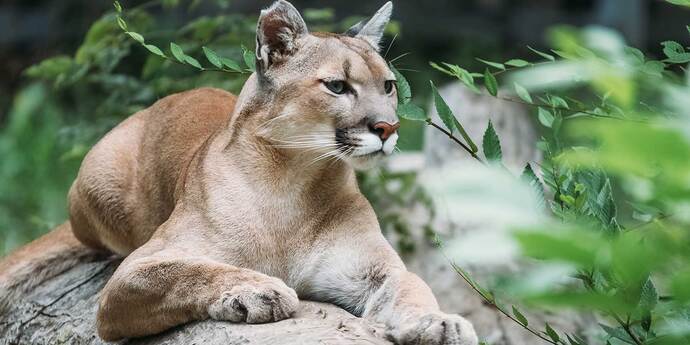 What is your favorite cat breed?