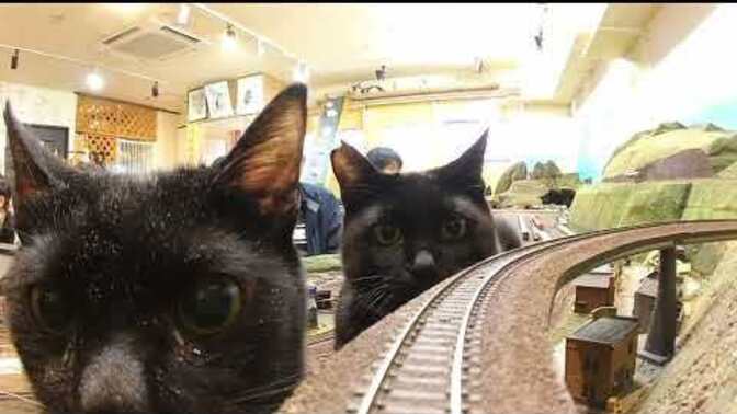 Would YOU ride a train through the World of Giant Cats?