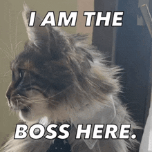 Are you considered bossy?