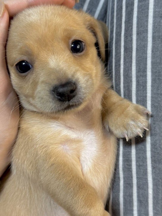 What will be the good name for this cute dog?