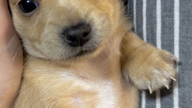 What will be the good name for this cute dog?