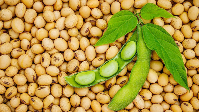 Didn't Trump supporting soybean farmers know that his tariffs would drive China to purchase from other countries and hurt them?